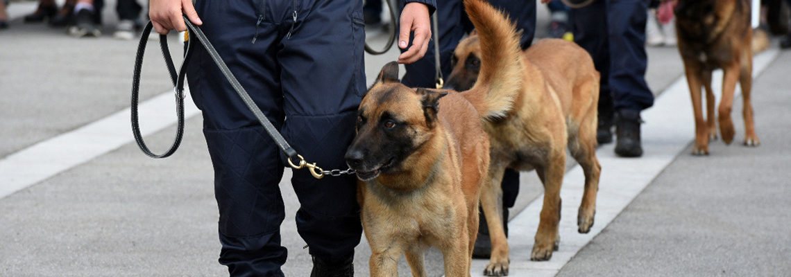 formation maître-chien à Toulouse