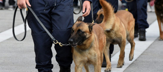 formation maître-chien à Toulouse